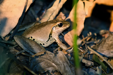 Jungguy Tree Frog (Litoria jungguy)